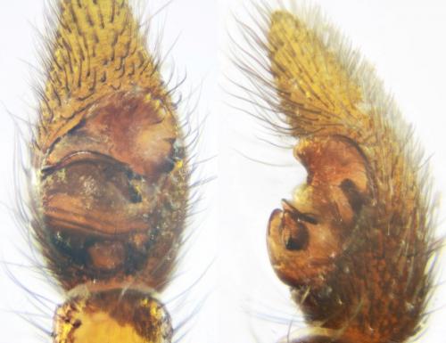 Pardosa tenuipes